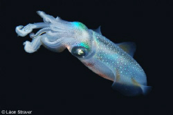 Small squid shot during night dive in safaga (red sea)
W... by Leon Straver 